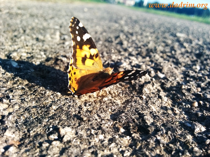 Farfalla lungo la strada di Monticello